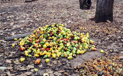 Bình Thuận: Đáng buồn, nông dân thất thu bên những vườn trồng điều toàn các cây già "lụ khụ"