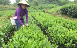 Thái Nguyên: Trồng chè VietGAP có thương hiệu, nông dân thu nhập cao