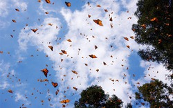 Choáng ngợp trước khung cảnh thần tiên khi bướm vua di cư ở Bắc Mỹ