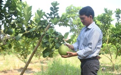 Bình Định: Vùng đất này ông trời tiết kiệm nước mưa, nông dân trồng cây gì mà ra trái quá trời?