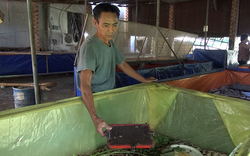 Một ông nông dân tỉnh Đồng Nai làm giàu nhờ nuôi 2 loài con đặc sản "nhát chết"