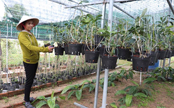 Có bao nhiêu loài lan rừng ở tỉnh Khánh Hòa, tỉnh này đang chi tiền bảo tồn bao nhiêu loài lan rừng quý hiếm?