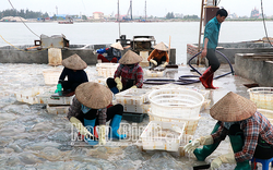 Nam Định: Nổi lập lờ la liệt ngoài biển là con gì mà dân vớt bán kiếm vài triệu, con màu đỏ ăn mới bổ?