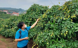 Nhật Bản chính thức ủy quyền giám sát xuất khẩu loại nông sản này cho Việt Nam, nông dân đợi thời thu nghìn tỷ