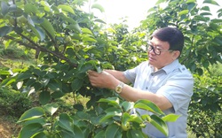 Lai Châu: Nhiều nông dân ở huyện đặc biệt khó khăn thành triệu, tỷ phú nhờ trồng cây đặc sản này