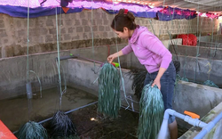 Quảng Bình: Đánh liều "vác" 200 triệu về xây bể nuôi lươn không bùn, 8 tháng chăm thấp thỏm, bất ngờ bắt lên 2 tấn
