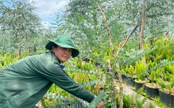 Làm giàu khác người: Một nông dân tỉnh Lâm Đồng hái lá cây bán thu tiền lời cao hơn gấp 4 lần trồng cà phê