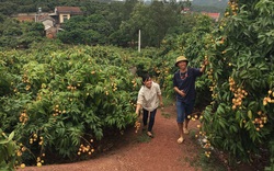 Bắc Giang: Lô vải thiều đầu tiên sắp sang Nhật Bản, huyện Tân Yên chuẩn bị những gì?