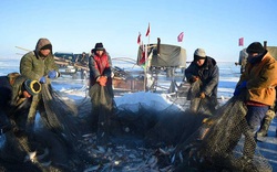 Phương pháp đánh cá cổ đại của người Mông Cổ có thể bắt được hàng ngàn con cá mỗi ngày 
