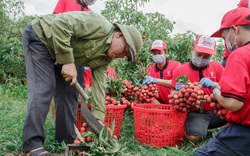 190 thương nhân Trung Quốc được sang thu mua vải thiều Bắc Giang