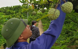 Một ngày giải ngân hơn 1 tỷ đồng, nông dân Quảng Ninh "vỡ òa" khi nhận vốn vay 