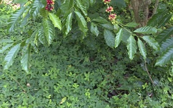 Trồng cây lạc dại trong vườn cà phê có tác dụng gì?