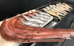 Siêu thị cá sạch – sự chọn lựa hoàn hảo về hải sản