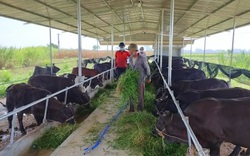 Quảng Nam: Hội Nông dân Điện Bàn giải ngân 1,5 tỷ đồng Quỹ Hỗ trợ nông dân cho dự án nuôi bò