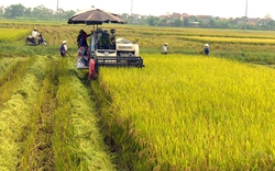 Giá lúa gạo hôm nay: Đài Thơm hết đà tăng nhưng vẫn giữ mức giá tốt