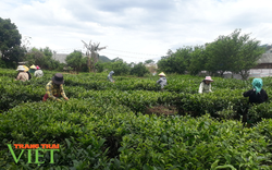 Lai Châu: Phát triển sản xuất nông nghiệp bền vững theo chuỗi liên kết