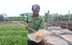 Thái Bình: "Quăng" 2,5 tỷ để nuôi thứ cá bé tí mà đẻ rõ lắm, ông nông dân bán cả vạn con thu chục triệu/ngày