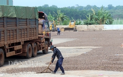 Các nước tranh nhau mua điều nhân, vì sao giá điều thô trong nước vẫn giảm sâu?