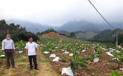 Thái Nguyên: Trồng giống chuối gì mà nông dân nơi đây lãi ròng chỉ sau 2 năm?