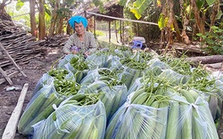 Hậu Giang: Trồng giống mướp gì mà trái ra quá trời, giá bán giảm nhưng nông dân vẫn có lời?