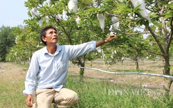 Giữa dịch Covid-19, 1 loại trái đặc sản ở Tây Ninh vẫn xuất khẩu hàng tấn mỗi tuần nhờ bí kíp này