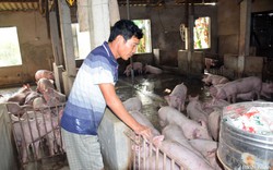 Nghệ An: Giá lợn hơi giảm sâu, "bay" khỏi mốc 70.000 đồng/kg, nhiều người lo "bán tháo" vì điều này