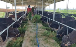 Quảng Nam: Một doanh nghiệp đầu tư 760 tỷ vào chăn nuôi gia súc công nghệ cao