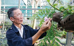 Đắk Lắk: Vườn lan rừng hàng nghìn giò của lão nông làm nghề "bảo mẫu", có loài lan rừng suýt tuyệt chủng