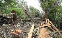 Quảng Ngãi:
Chủ tịch tỉnh xử phạt số tiền “khủng” số lâm tặc phá rừng
