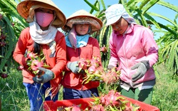 Vì sao Trung Quốc đột nhiên mua nhiều loại trái cây này của Việt Nam giúp giá tăng gấp đôi, nông dân lãi lớn?