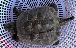 Bình Định: Bất ngờ bắt được con rùa lạ, đuôi giống đuôi cá sấu, vì sao ngành chức năng đưa vào nuôi ở FLC Zoo?