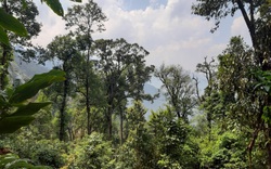 Lào Cai ban hành Chỉ thị về quản lý, bảo vệ và ngăn chặn tình trạng chặt, phá rừng