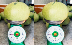 Khánh Hòa: Xuất hiện giống bầu lạ, cực khủng mỗi trái nặng từ 9-12kg, đem sấy khô bán 1 triệu đồng/kg