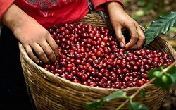 Giá nông sản hôm nay 20/5: Cà phê đồng loạt tăng 700 đồng/kg