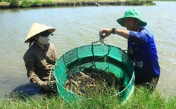 Trà Vinh: Vùng đất lạ, nuôi tôm càng xanh con to đùng, cua biển không bị ốp, cá ngát nhà nghèo lên ngôi đặc sản