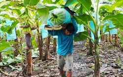 Long An: Nếm "mía đắng" mãi chán quá, nông dân bỏ sang trồng chanh, thanh long mà khấm khá hẳn lên 