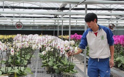 Quảng Ninh: Trồng trà hoa vàng, trồng hoa lan hồ điệp là những mô hình sản xuất cho nông dân thu nhập cao
