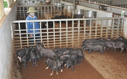 Lào Cai: Nuôi hơn 8.000 con lợn đen đặc sản, ông chủ này thu nhập trên 10 tỷ đồng/năm
