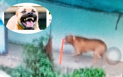 Chó Pitbull cắn chết người, chủ nuôi chó có vô can?
