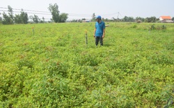 Bình Định: Trồng xen cây ra "quả biến thành củ" với cây ra "rễ biến thành củ", nông dân thu nhập tăng gấp 3