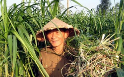 Hồ Giáo – người nông dân Anh hùng với 3 nhiệm kỳ liên tiếp là đại biểu Quốc hội