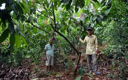 Bình Phước: Trồng rau rừng đặc sản trong vườn "trồng lung tung", ông nông dân mua được ô tô