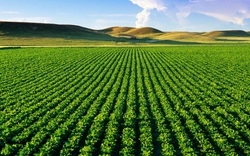 Muốn mua bán đất nông nghiệp cần đáp ứng những điều kiện gì?