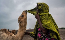 Trải nghiệm thú vị ở Somaliland: Bảo vệ lạc đà bằng súng và tôn vinh chúng bằng thơ ca