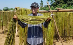 Phú Thọ: Trồng thứ cây lạ, trồng 1 lần chặt trong 10 năm, ông nông dân thu nhập cao không ngờ