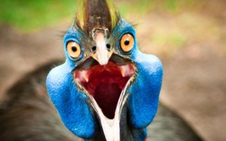 Cassowary: Loài chim nguy hiểm nhất hành tinh, quân đội cũng e ngại