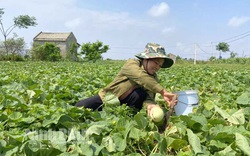 Ninh Bình: Vùng đất mặn nông dân trồng thứ cây bò lung tung trên mặt ruộng ra thứ trái ngọt dễ ăn, dễ bán