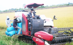 Mùa vàng trên cánh đồng năng suất cao nhất Tây Nguyên, thu nhập khó tin: 60 tỷ đồng mỗi vụ