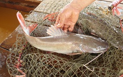 Nông dân Thạch Thất nuôi cá lăng bán giá cao gấp rưỡi nhờ cách cho ăn độc lạ