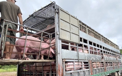 Vì sao Campuchia phải đề nghị chặn việc nhập khẩu trái phép lợn sống qua biên giới?